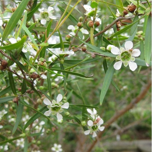 Leptospermum Lemon Scented Tea Tree x 1 Plants Native Flowering Tall Shrubs Small Trees Hardy Bird Attracting Garden Hedge Screening petersonii